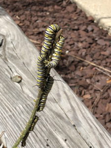 Monarch caterpillars