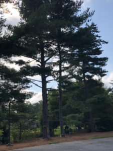 Old White Pines