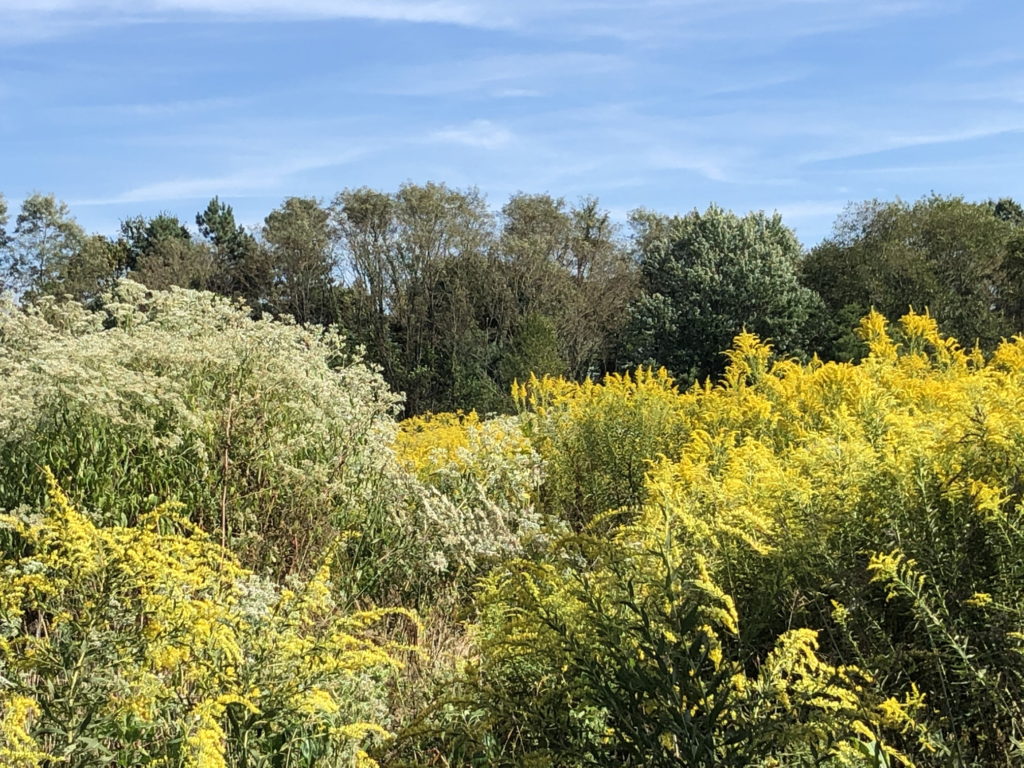 Fall meadow, goldenrod