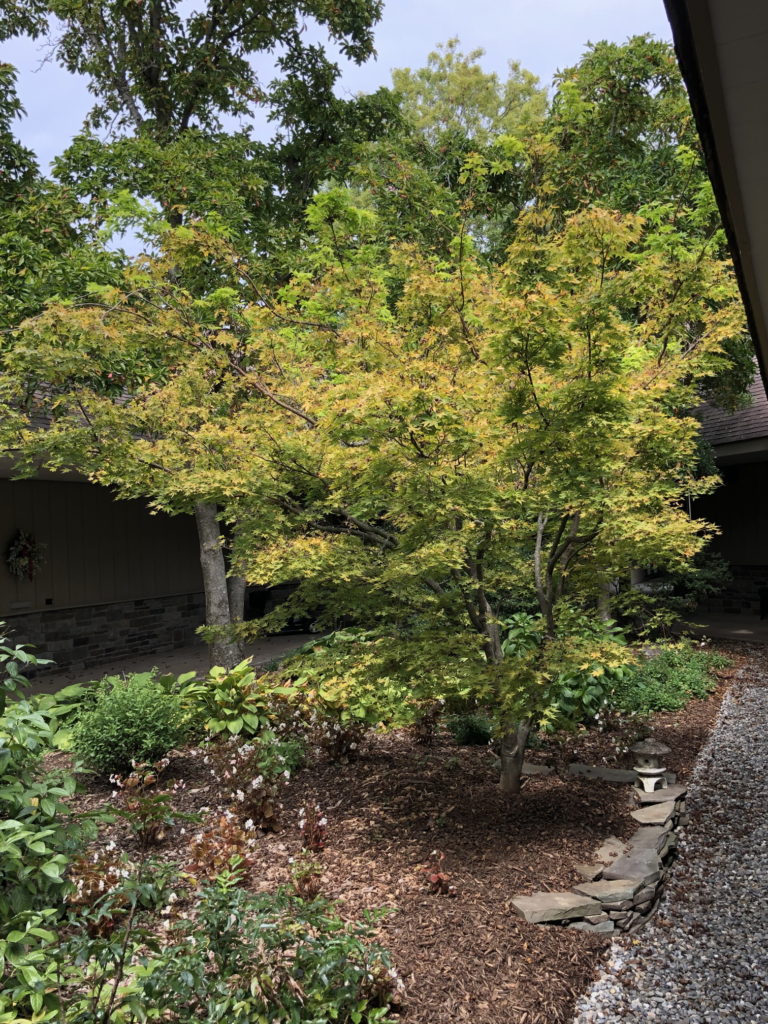 Japanese Maple