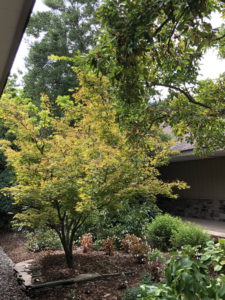 Japanese Maple