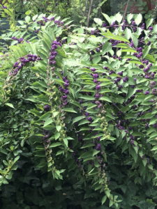 Beautyberry