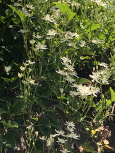 Autumn clematis