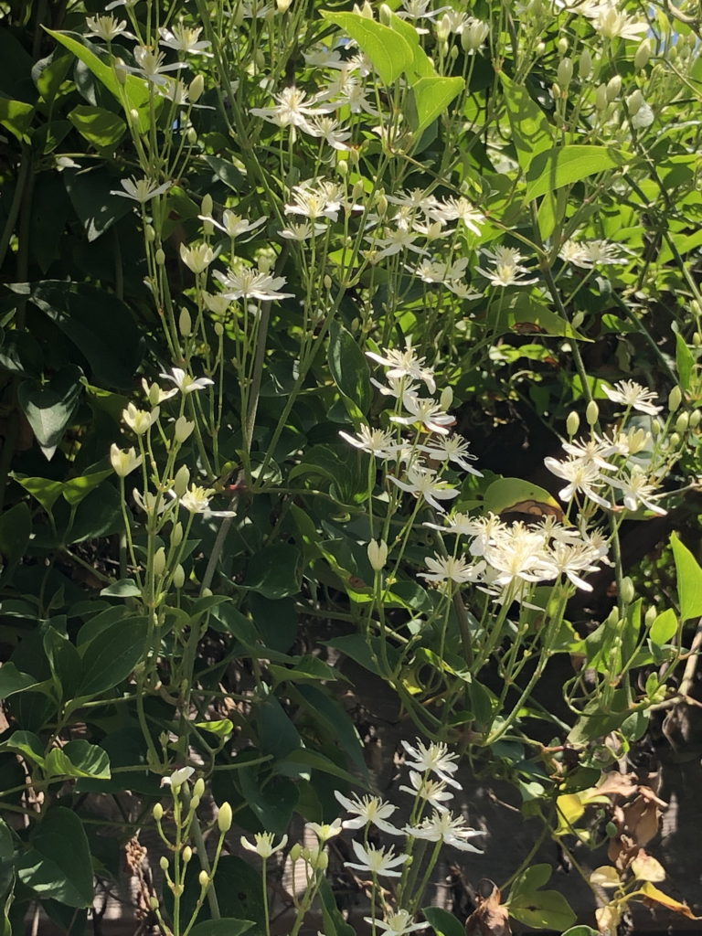 Autumn clematis