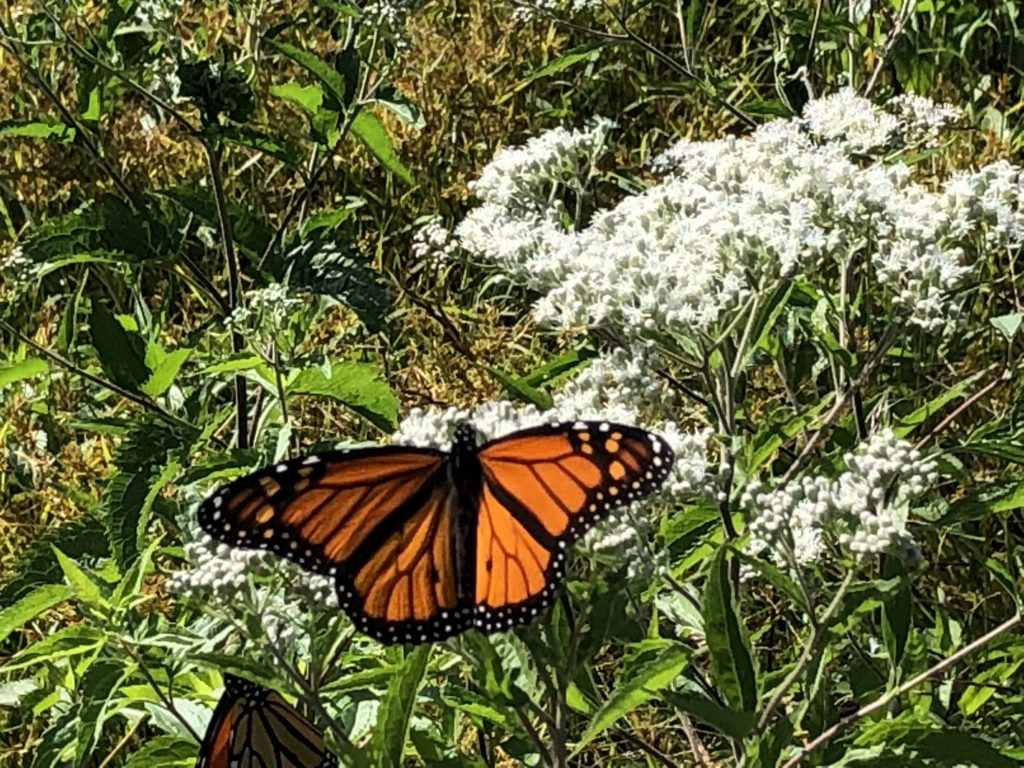 Monarch on boneset