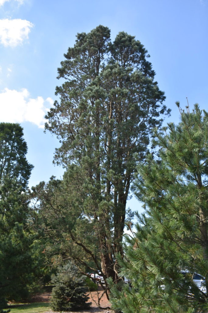 Arizona Cypress at Medford Leas
