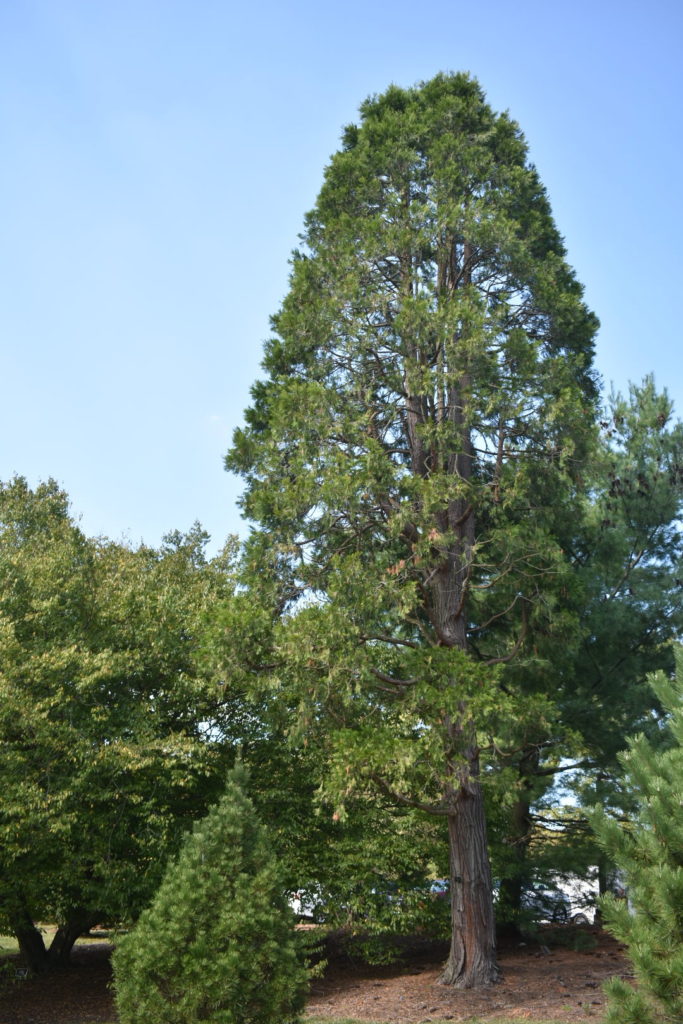 Incense Cedar at Medford Leas