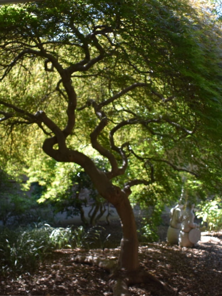 Japanese Maple at Medford Leas