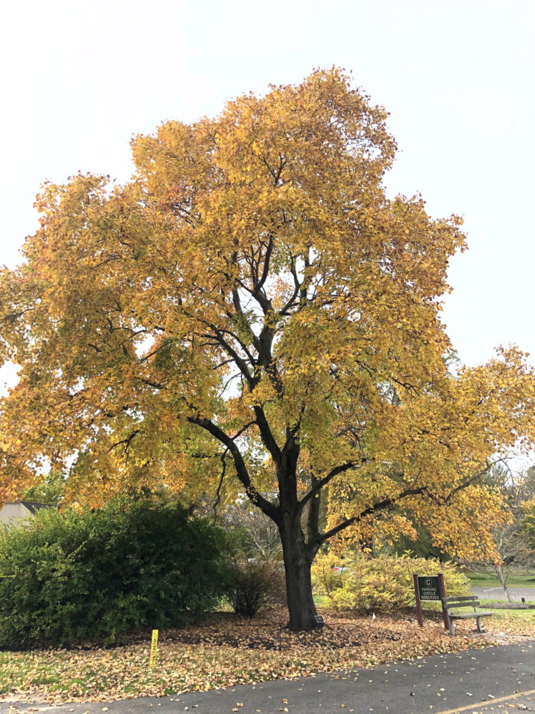 Red Maple "October Glory"