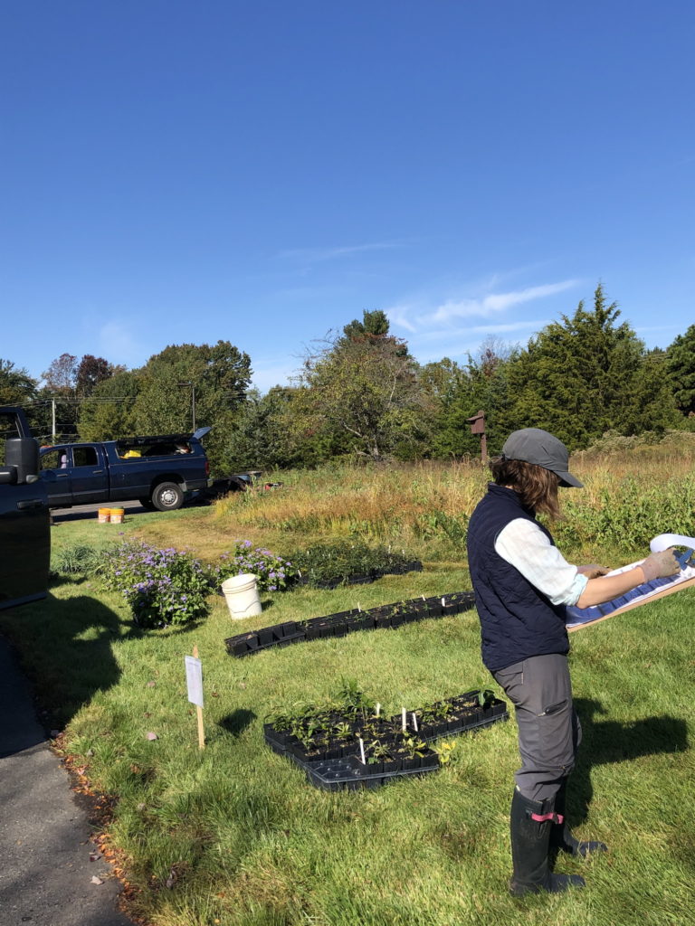 Meadow restoration