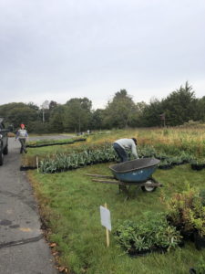 Meadow restoration