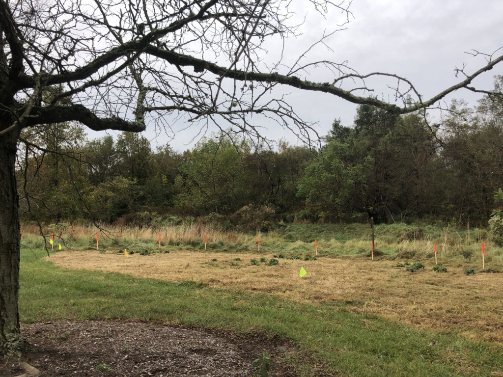 Meadow restoration