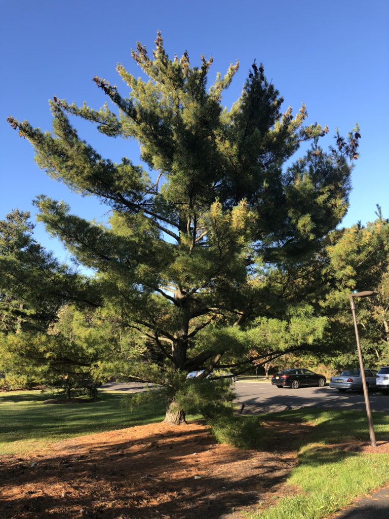 Pine needle yellowing