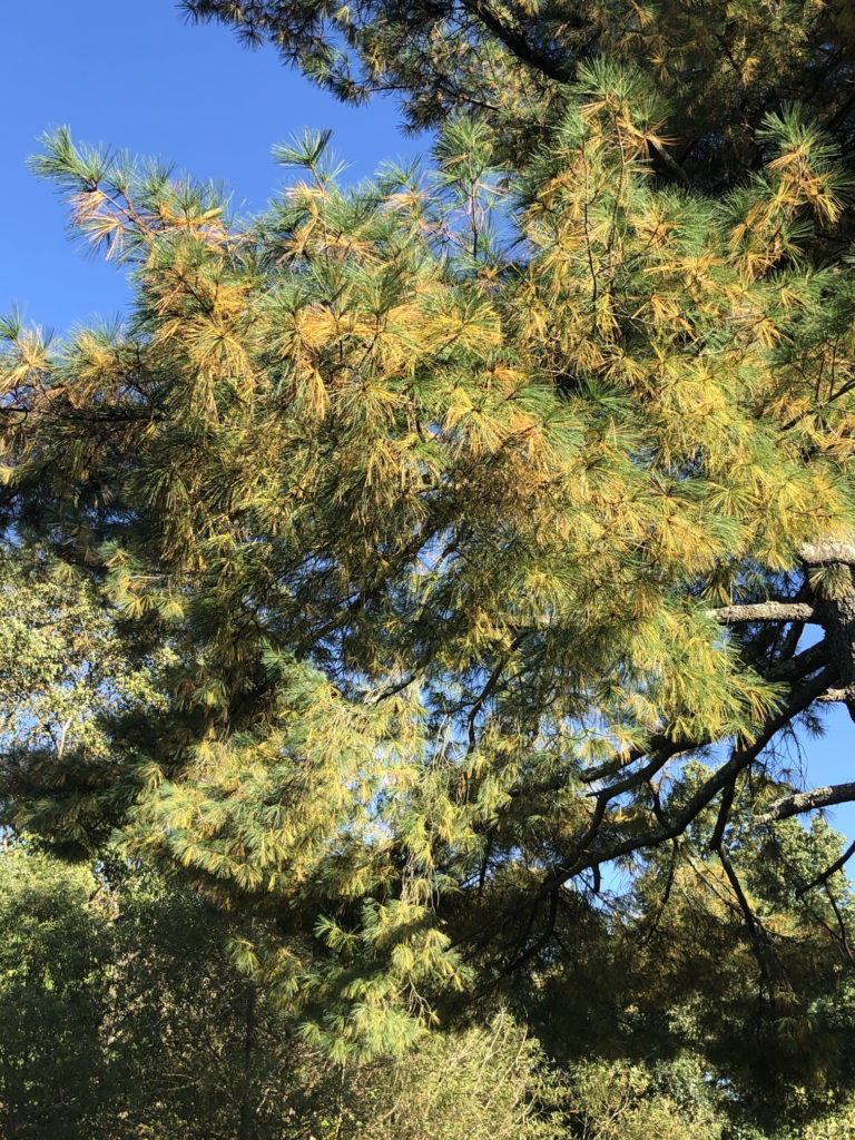 Pine needle yellowing