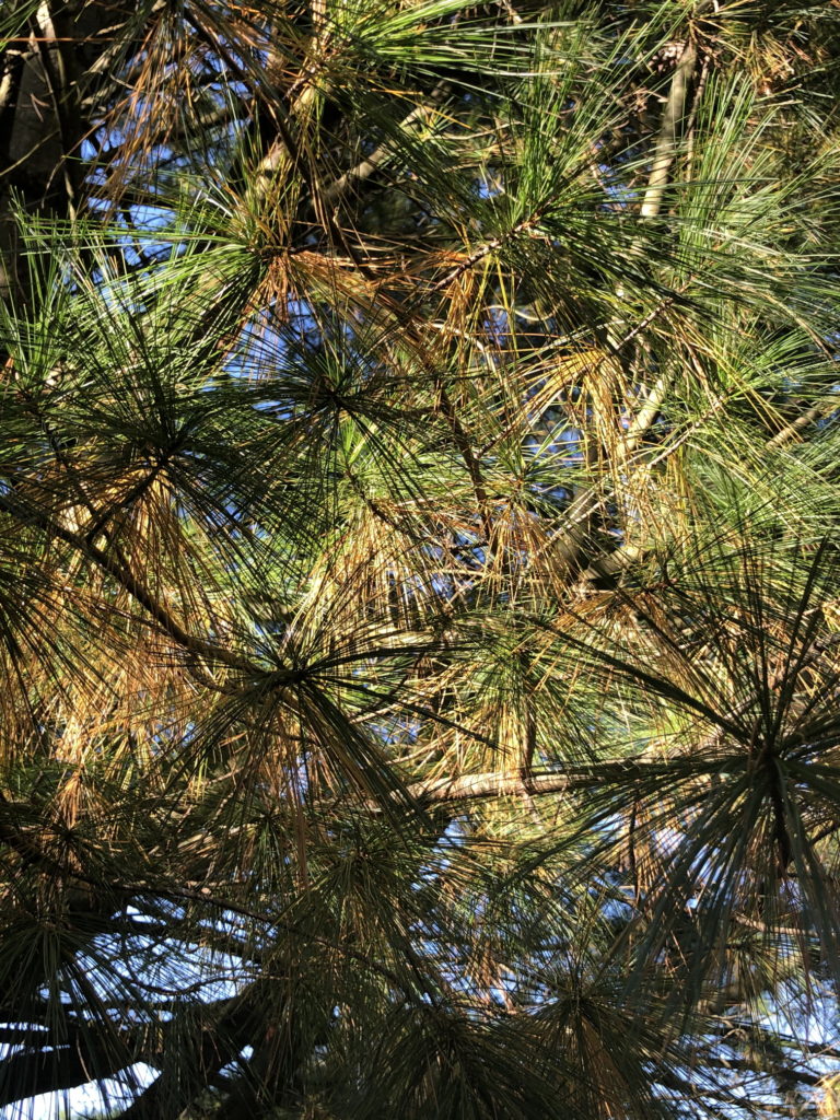 Pine needle yellowing