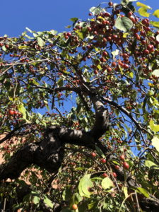 Red Jade crabapple