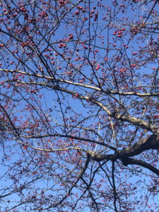 Winter King Hawthorn