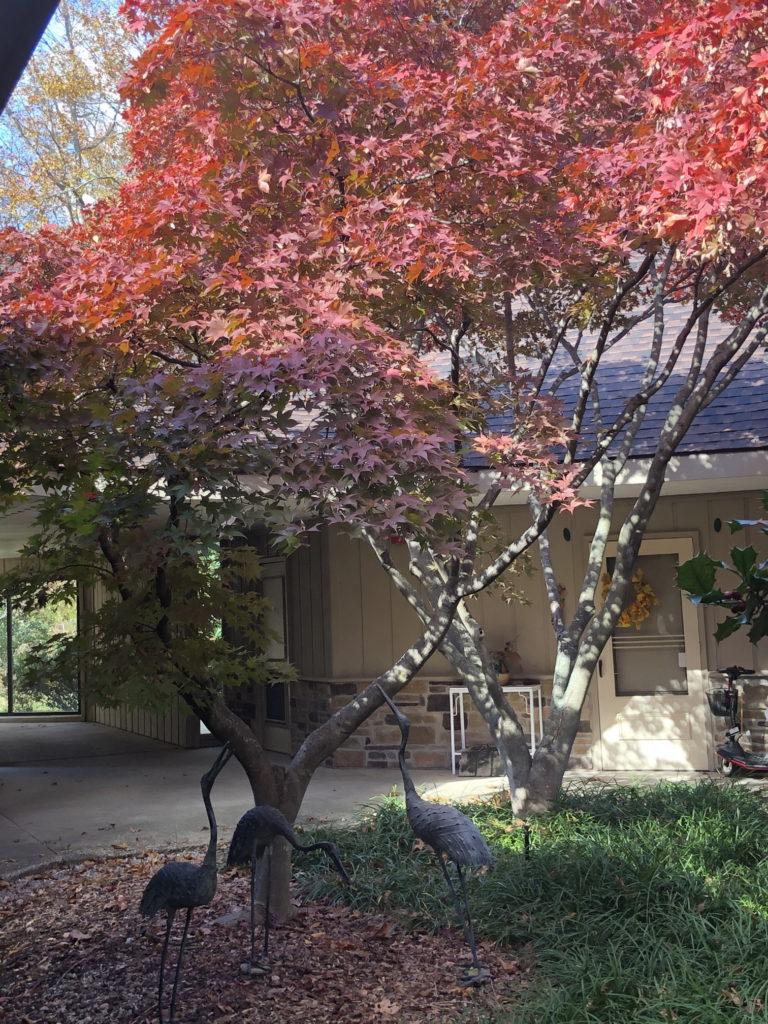 Japanese Maple