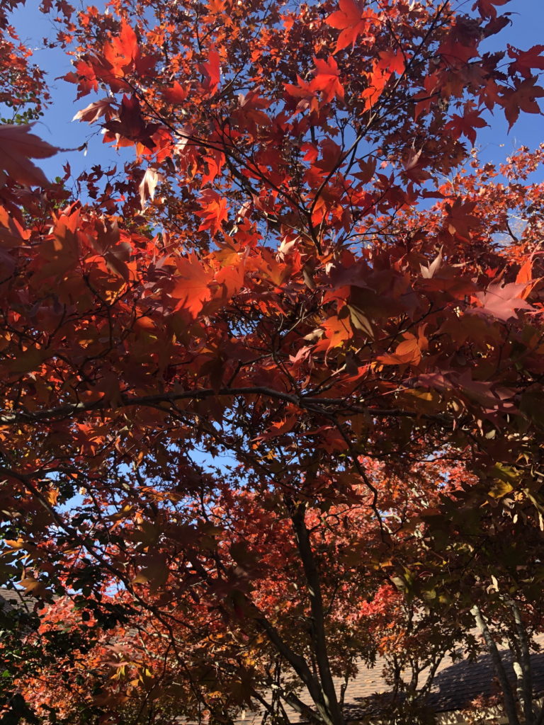 Japanese Maple