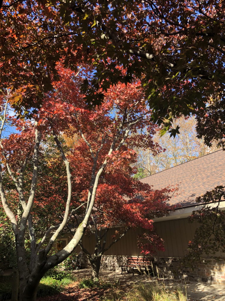 Japanese Maple