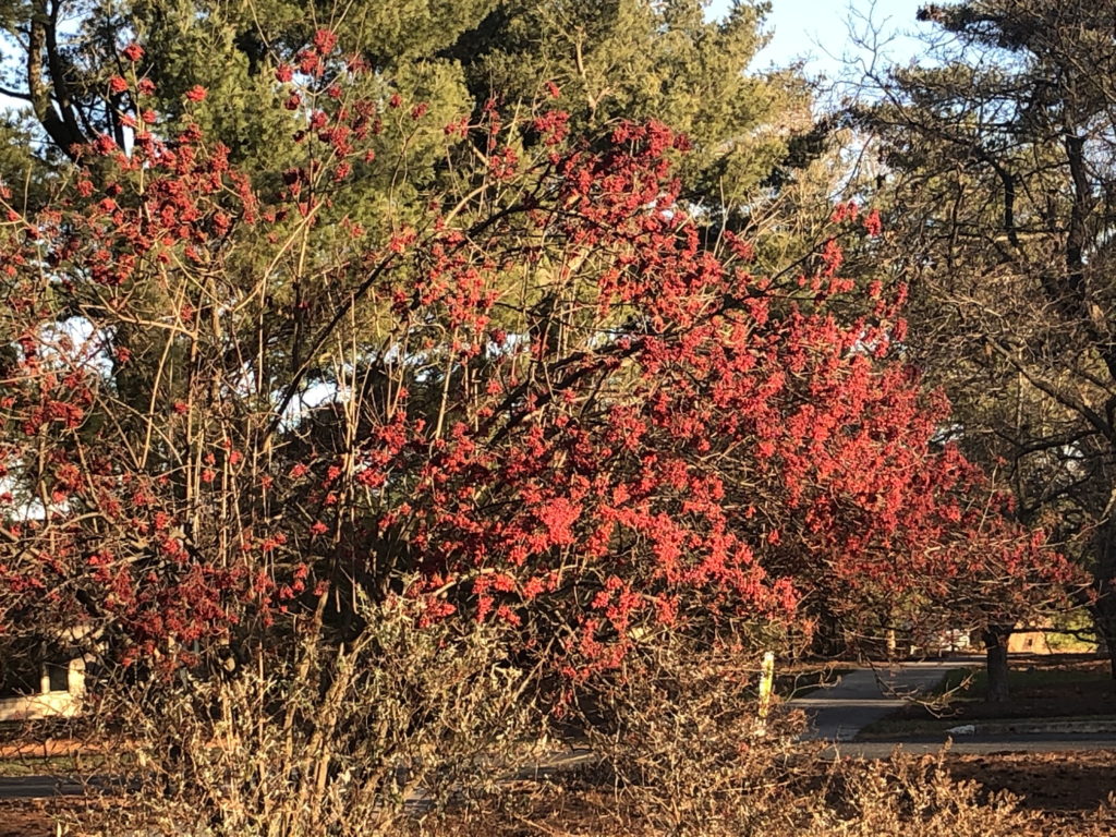 Linden viburnum