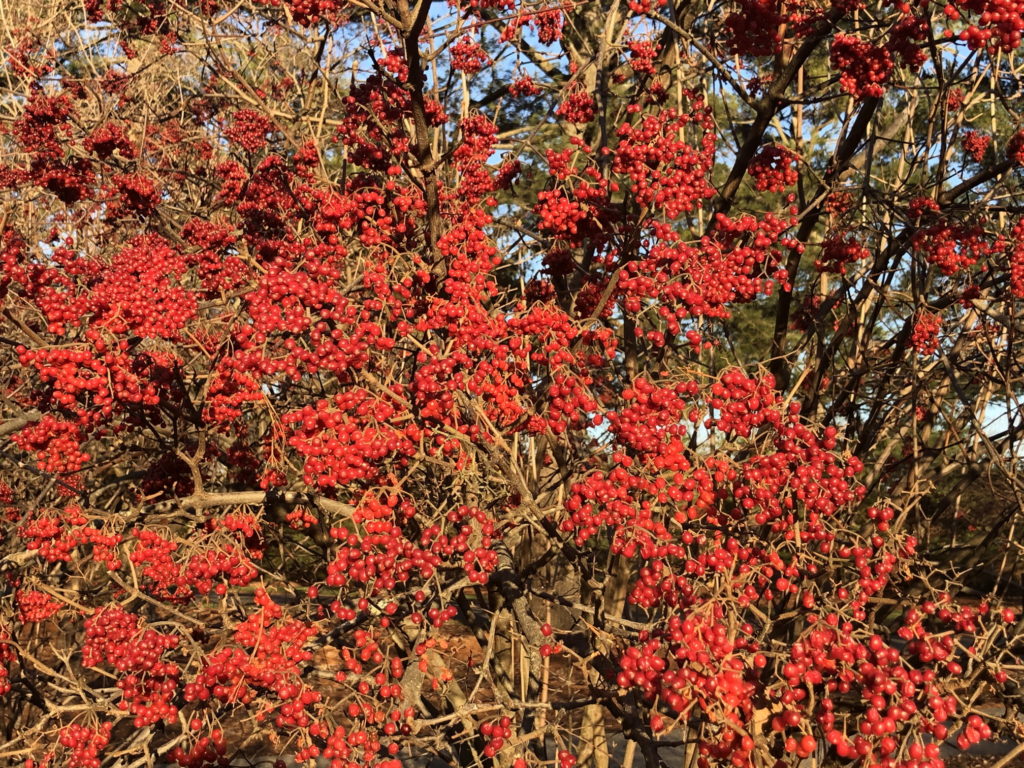 Linden viburnum