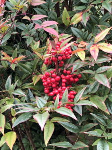 Heavenly Bamboo