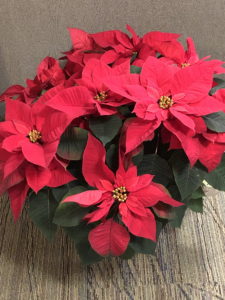 Poinsettia