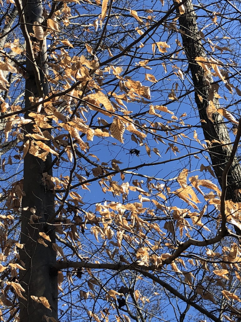 American Beech in winter