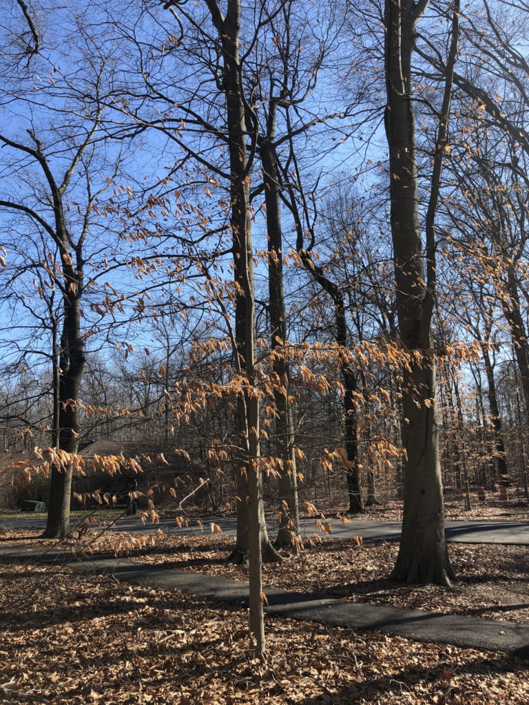 American Beech in winter