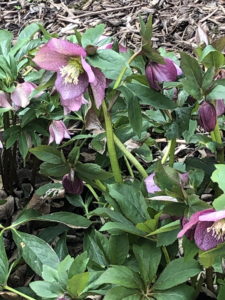 Hellebores