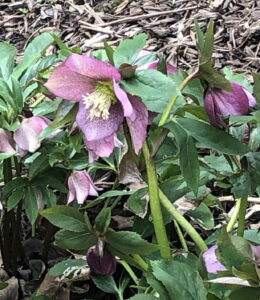 Hellebores