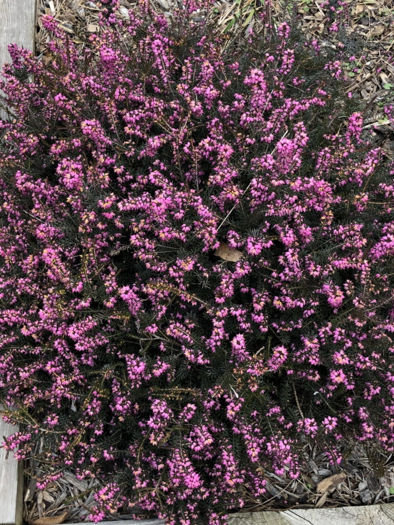 Erica x darleyensis 'Darley Dale'