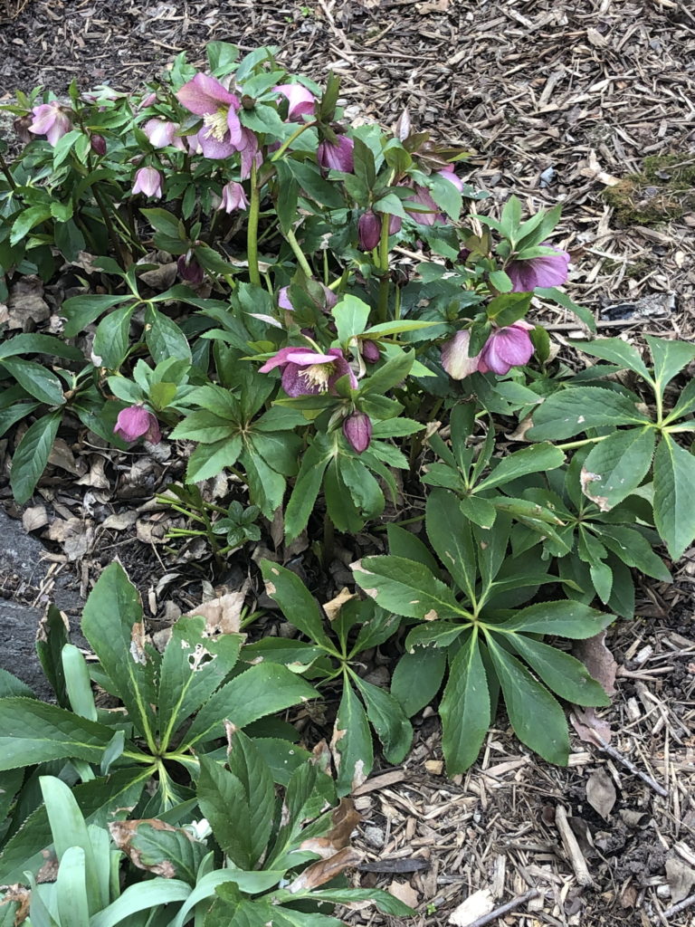 Hellebores