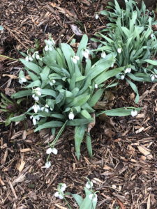 snowdrops