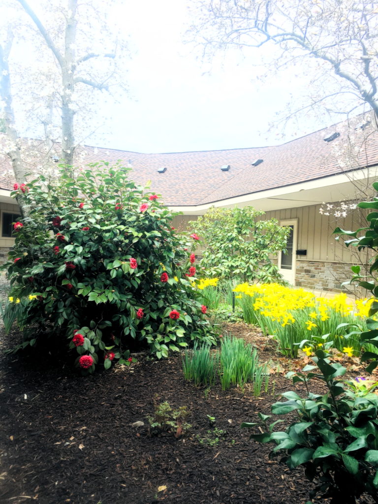 Camellia and Magnolia