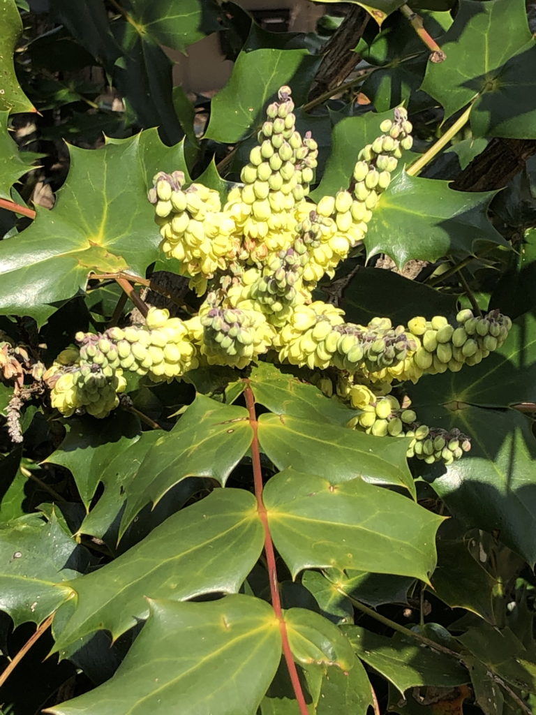 Leatherleaf Mahonia