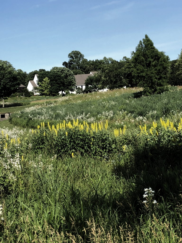 Wildflowers