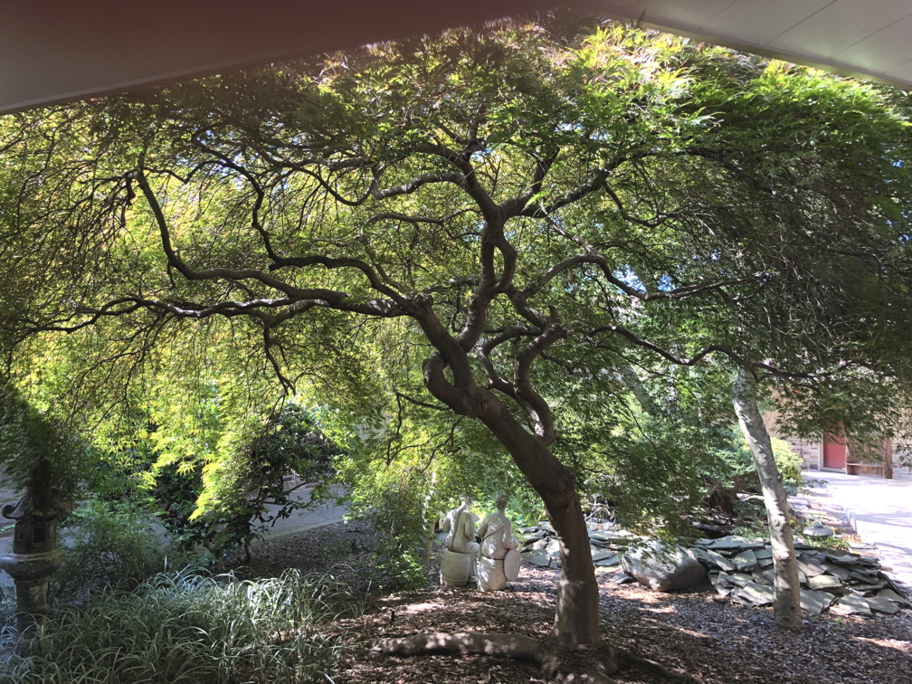 Japanese Maple in Courtyard