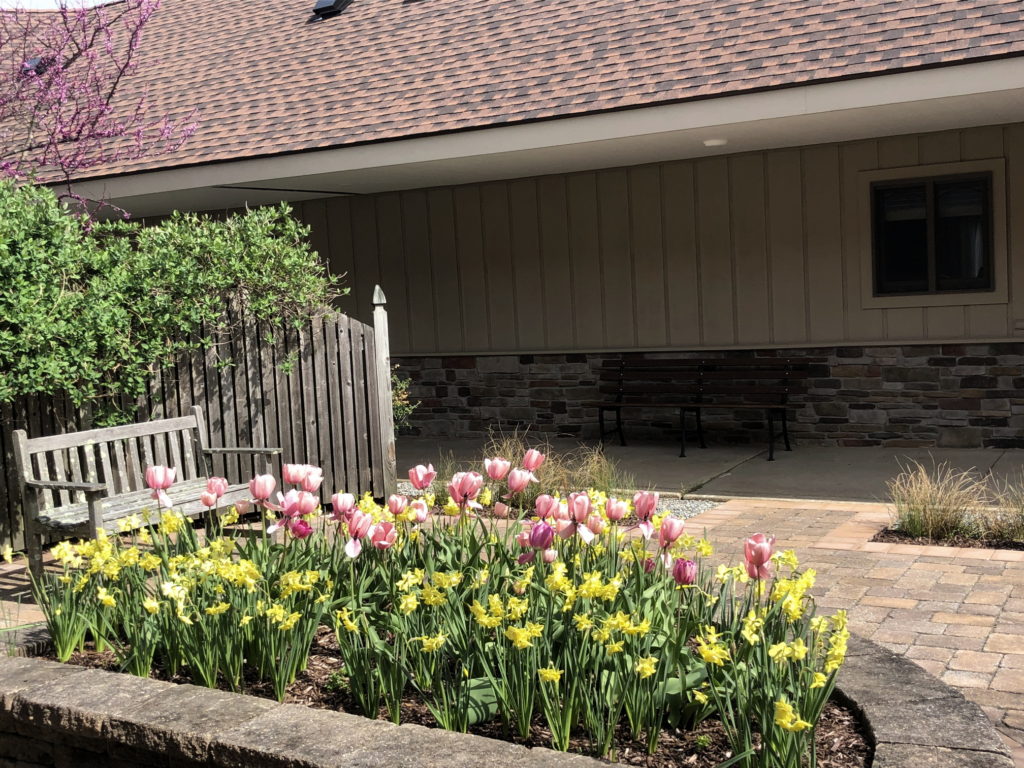 Tulips in courtyard