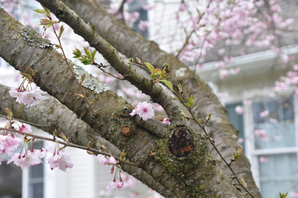 Autumn-flowering Cherry