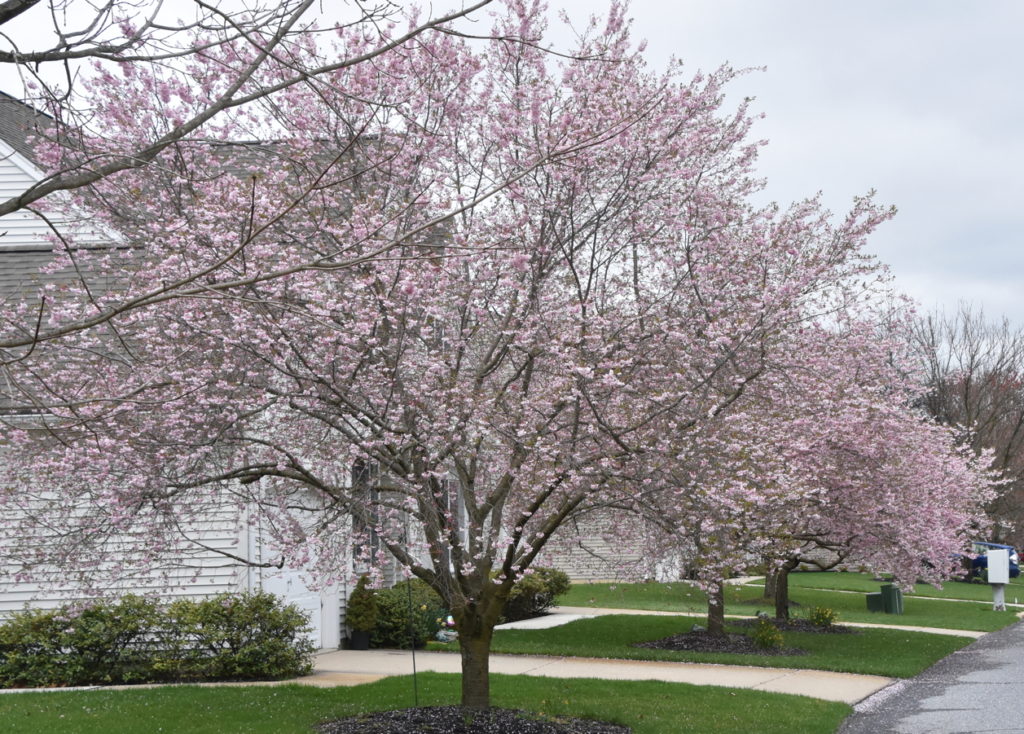 Autumn-flowering Cherry