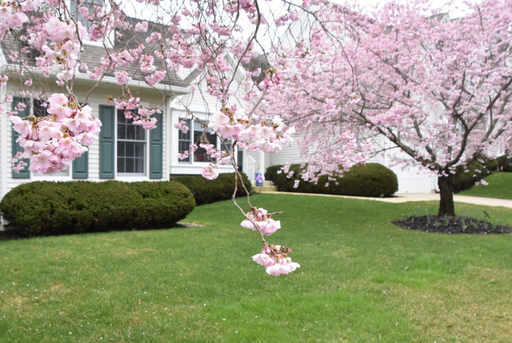 Autumn-flowering Cherry