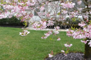 Autumn-flowering Cherry