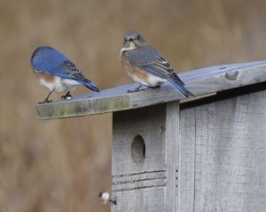 Bluebird pair on box