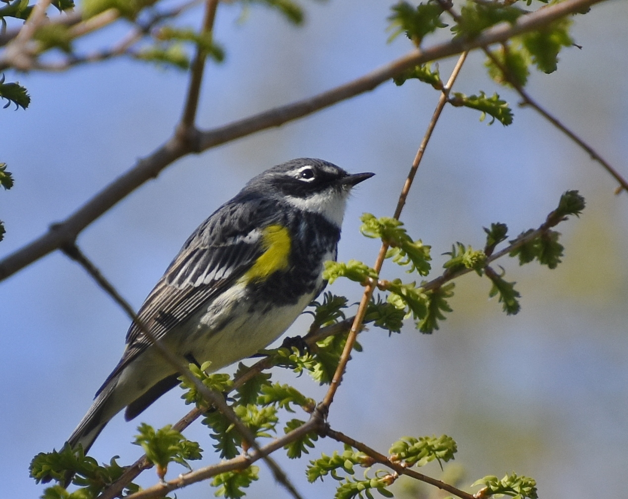 Yellow-rumped Warbler