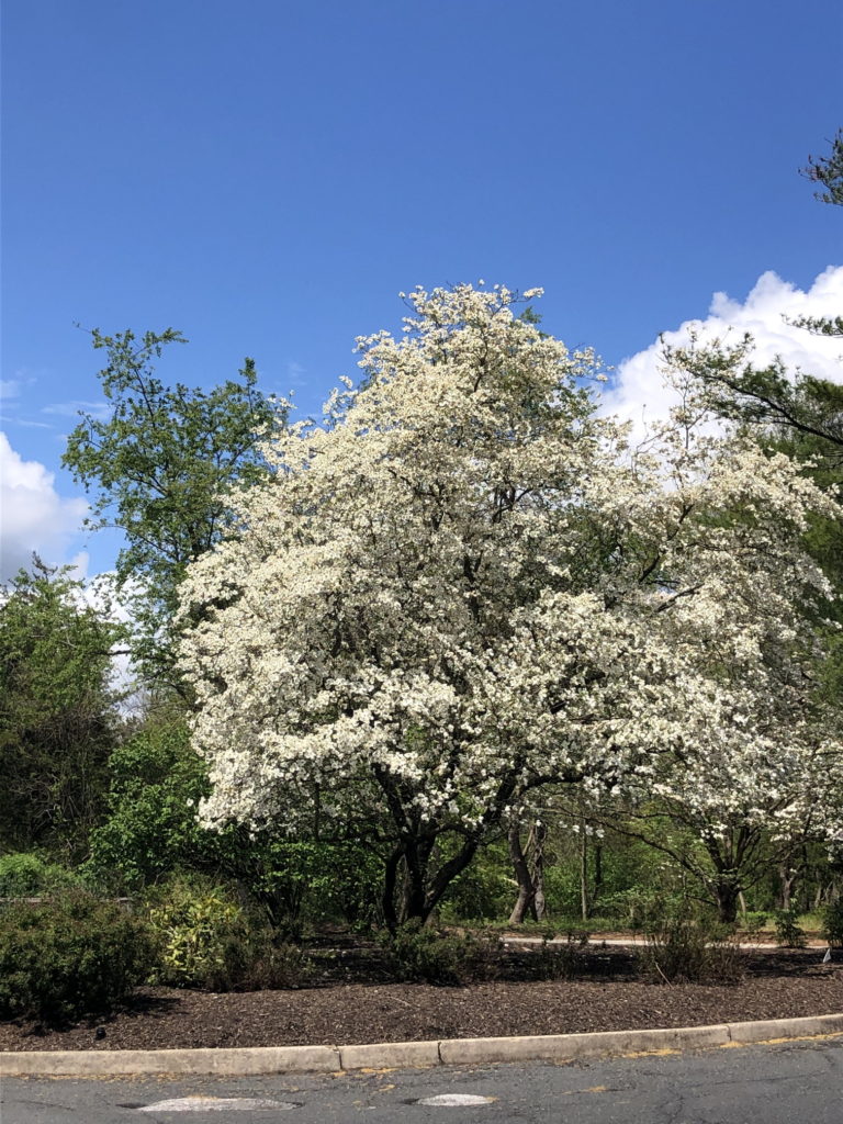 Dogwoods