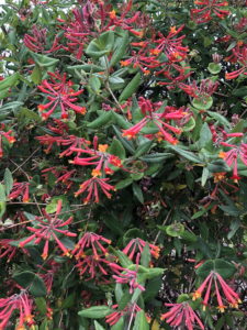 Major Wheeler honeysuckle