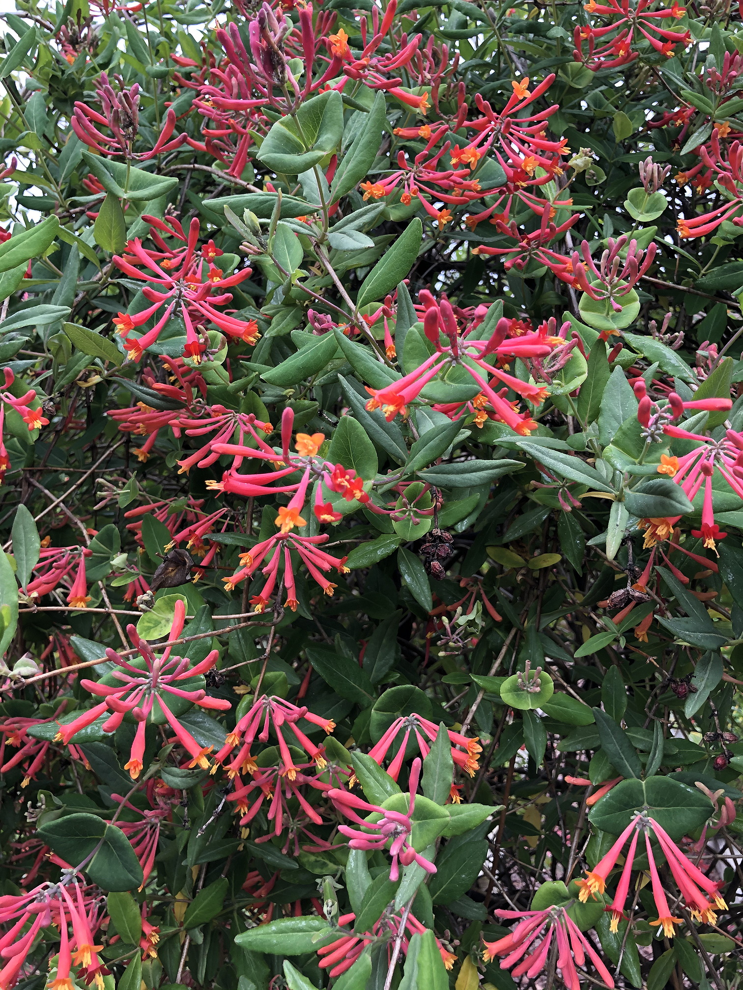 may-22-2020-native-honeysuckle-barton-arboretum-and-nature-preserve