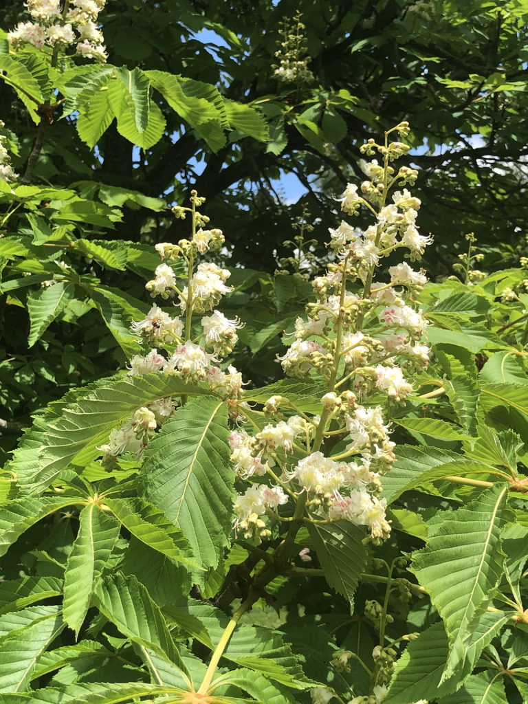 White Horse Chestnut